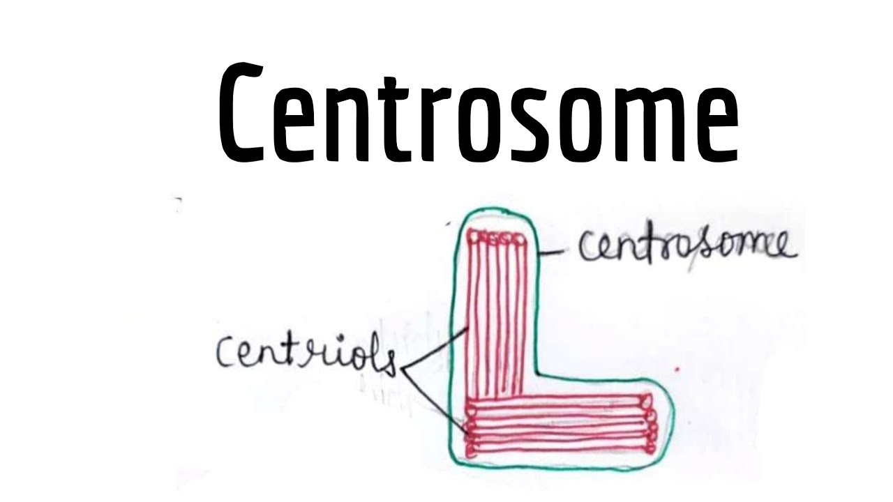 What is Centrosome ( centrioles) Function of Centrosome YouTube