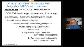 Information Chap 10a Muscle Tissue 7 1 2020 Guide