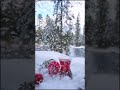 شاي ثلج ورد أحمر 