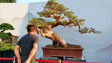 Ngẩn ngơ trước những tác phẩm bonsai đẹp trong triển lãm mới nhất ở Trung Quốc 2021