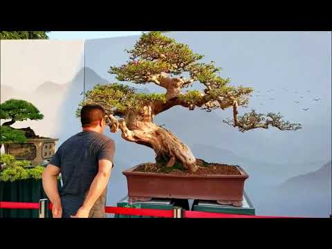 Video Ngẩn ngơ trước những tác phẩm bonsai đẹp trong triển... - youtube