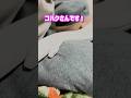 白蛇とくつろぐ