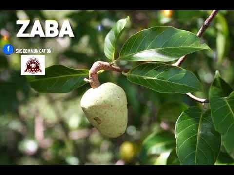 Vidéo: Qu'est-ce qu'un arbre Tabebuia - Informations sur la culture des arbres trompettes Tabebuia