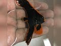 CUPANG LAUT (PINNATUS BATFISH)