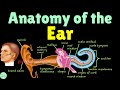 Anatomy of the Ear: Structure & Function of the Auditory System