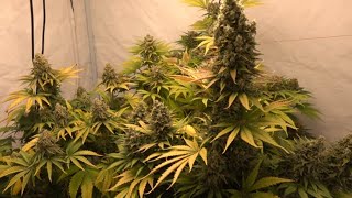 Indoor Cannabis Grow | The final days before the harvest!