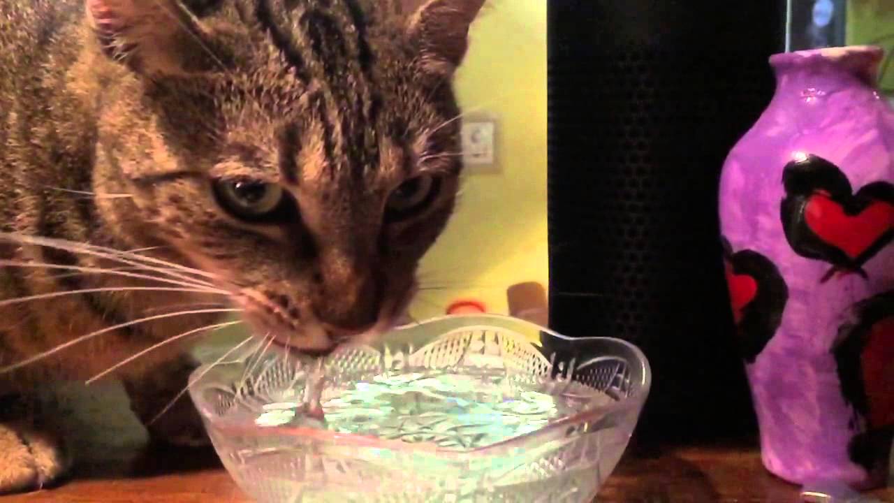 How Does A Cat Drink Water YouTube How Does A Cat Drink Water YouTube