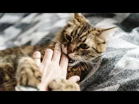 Video: Kāpēc Pet Cats uzbrūk to īpašniekiem?