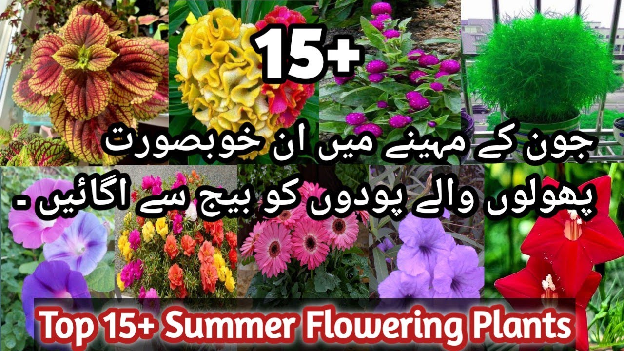 Top15+Summer Flowering Plant Which You Can Grow Seeds In Juneجون کے