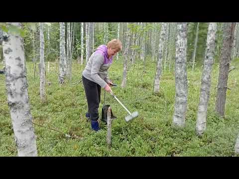 Тайга. Собираем чернику. Грабли или комбайн?