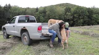 How Country Feels