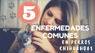 5 ENFERMEDADES COMUNES EN PERROS CHIHUAHUAS
