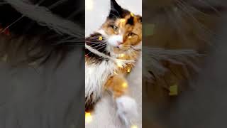 Магическая кошка, волшебный мейн кун, А4, кошка таро, Gato mágico, Magic Maine Coon, A4, Tarot Cat