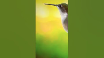Amazing Wild Animals: Hummingbird in slow-motion #shorts