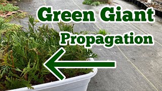 Green Giant Arborvitae Propagation The Easy Way  Part 1  // Rooting Thuja Green Giants