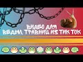 🍄Видео для ведьмочек, травниц. 🌿Из тик ток✨1 часть🍂