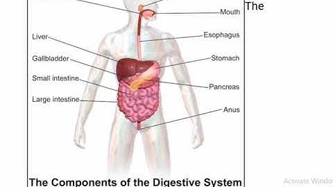 المصطلحات الإنجليزية للجهاز الهضمي - The digestive system