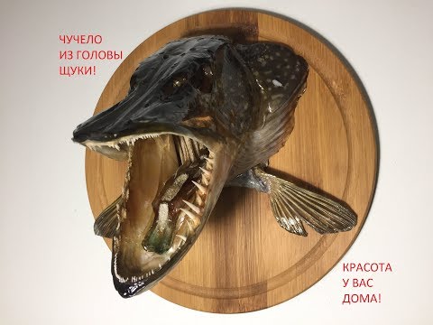 чучело из головы щуки? да легко!!!! без лишних слов!