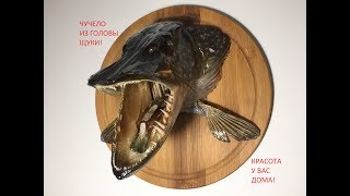 видео: чучело из головы щуки? да легко!!!! без лишних слов! картинка: чучело из головы щуки? да легко!!!! без лишних слов!