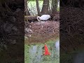 A swan & her egg's#wildlife #animals#wildlife #outdoors #nature #adventure @G.O.BOUTDOORS