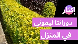 طريقة إكثار دورانتا ليموني في المنزل،Duranta propagation