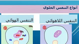 أنواع التنفس