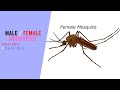 #shorts Male and Female Mosquitoes #malaria #mosquito #zikavirus #WaltDisneyWorld