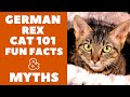 German Rex Cats 101 : Fun Facts & Myths の動画、YouTube動画。