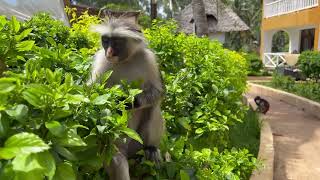 Hotel Reef and Beach Resort Zanzibar