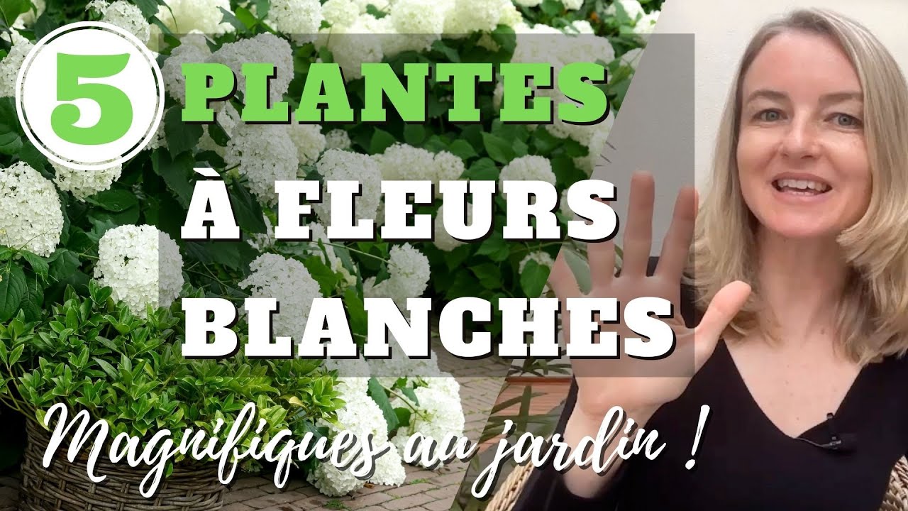 5 plantes  fleurs blanches magnifiques au jardin !