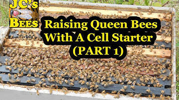 Raising Queens With A Cell Starter (part 1 queen rearing)