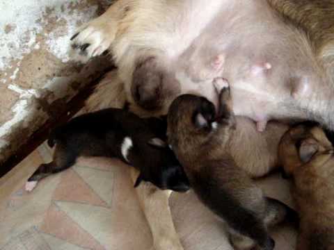 Cachorrinhos com 8 dias de vida mamando na Suzi