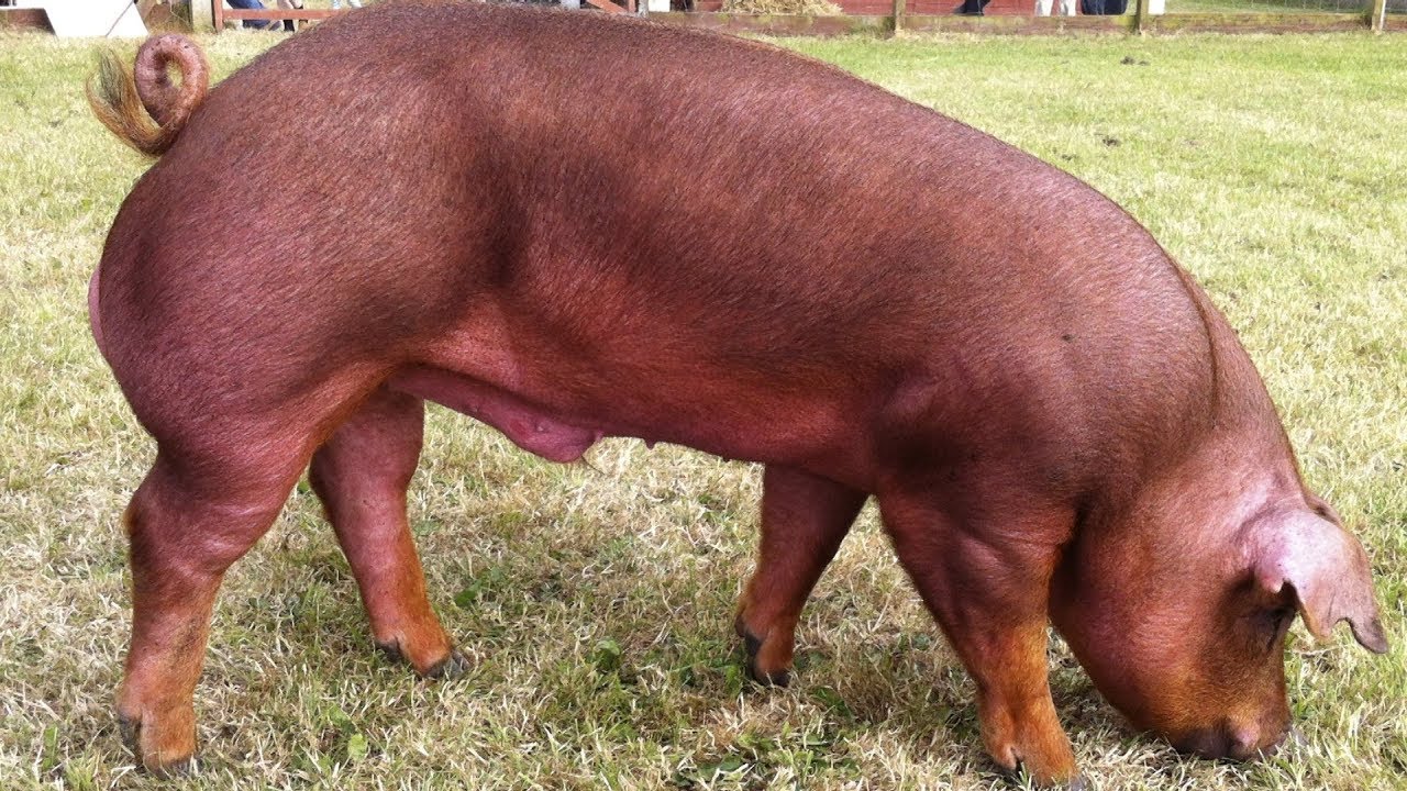 Duroc Pigs Well Muscled Calm Temperament YouTube