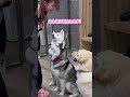 今日の朝礼は新入生のビオラ君が!?🐾#ハスキー #大型犬 #可愛い