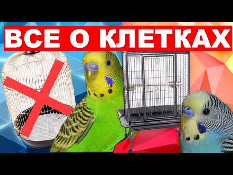 ОБУСТРОЙСТВО КЛЕТКИ ВОЛНИСТОГО ПОПУГАЯ 🦜 КАКАЯ КЛЕТКА ПОДХОДИТ ВОЛНИСТОМУ ПОПУГАЮ 🆘