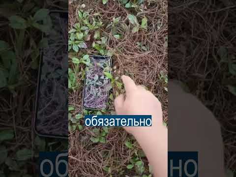 Невидимый смартфон Самсунг достал до Луны