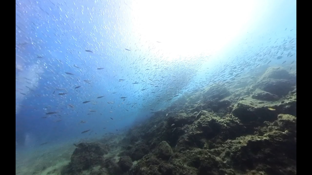 Ayvalik Yuvarlak Ada (Melina Island) Scuba Diving with ProDivers Dive Club #360video #scubadiving