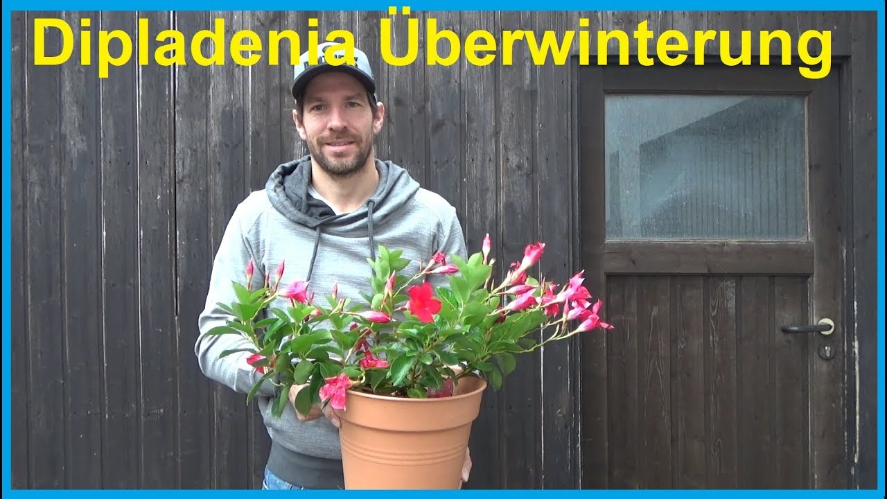 Dipladenia Mandevilla Überwinterung Dipladenia überwintern nicht winterhart  frost Winter - YouTube