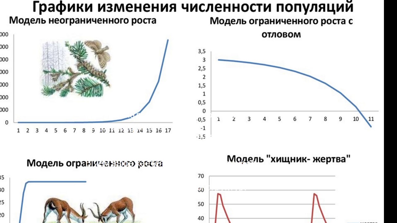 Зайцы изменение численности. Графики изменения численности популяций. График изменения численности популяции. Изменение численности популяции. Динамика численности популяции.