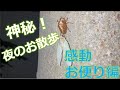 【神秘！】夜散歩（昆虫博士）
