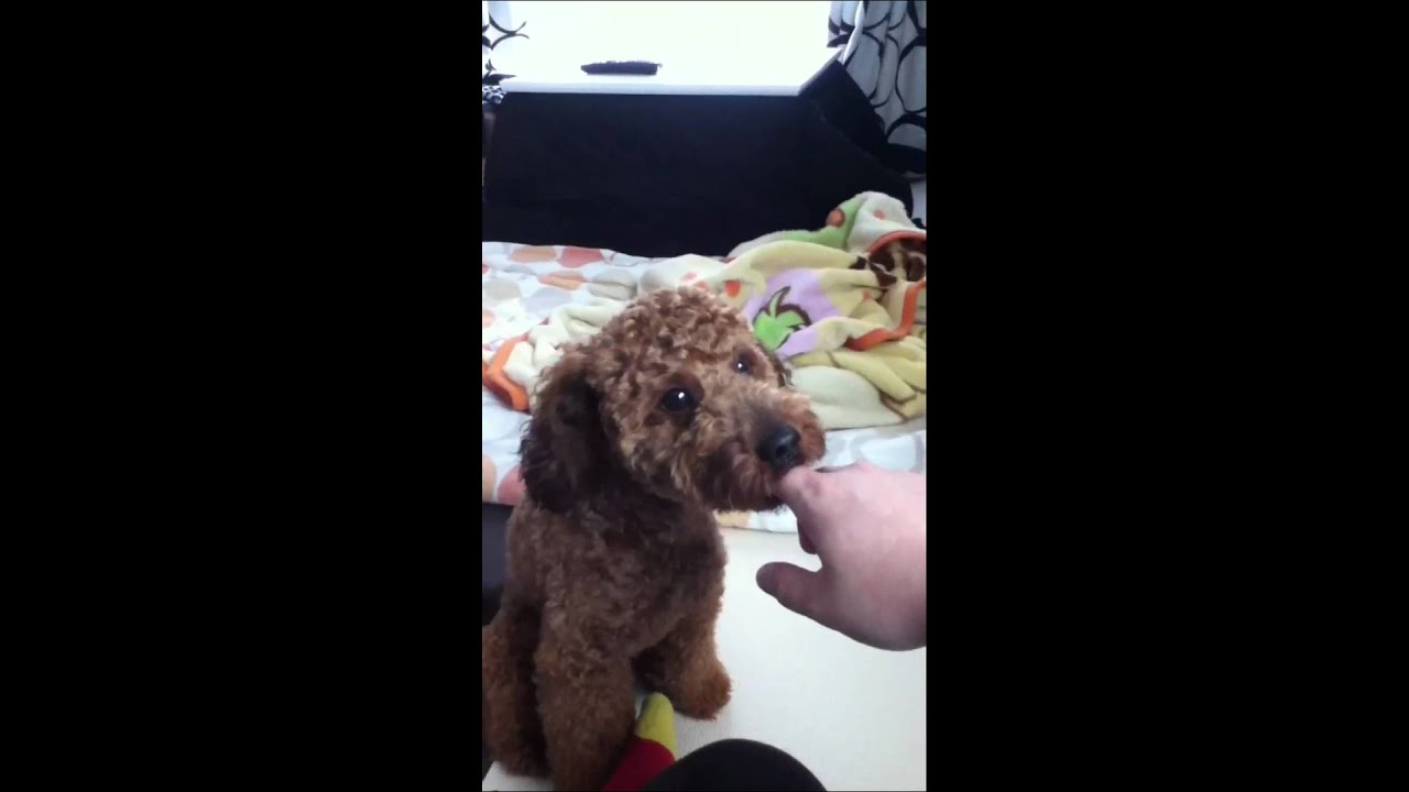 指しゃぶり犬 Youtube