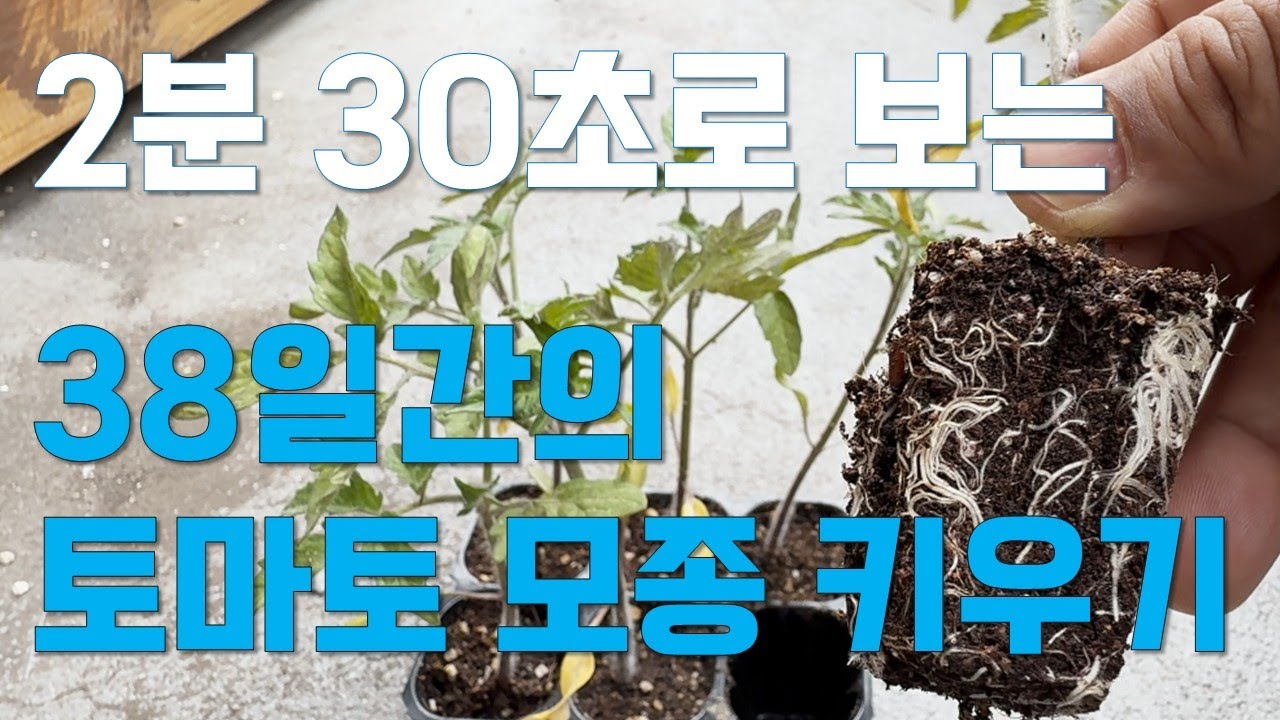 토마토 씨앗 발아율 높이는 온도의 비밀, 모종 만들기 핵심 정리 - YouTube