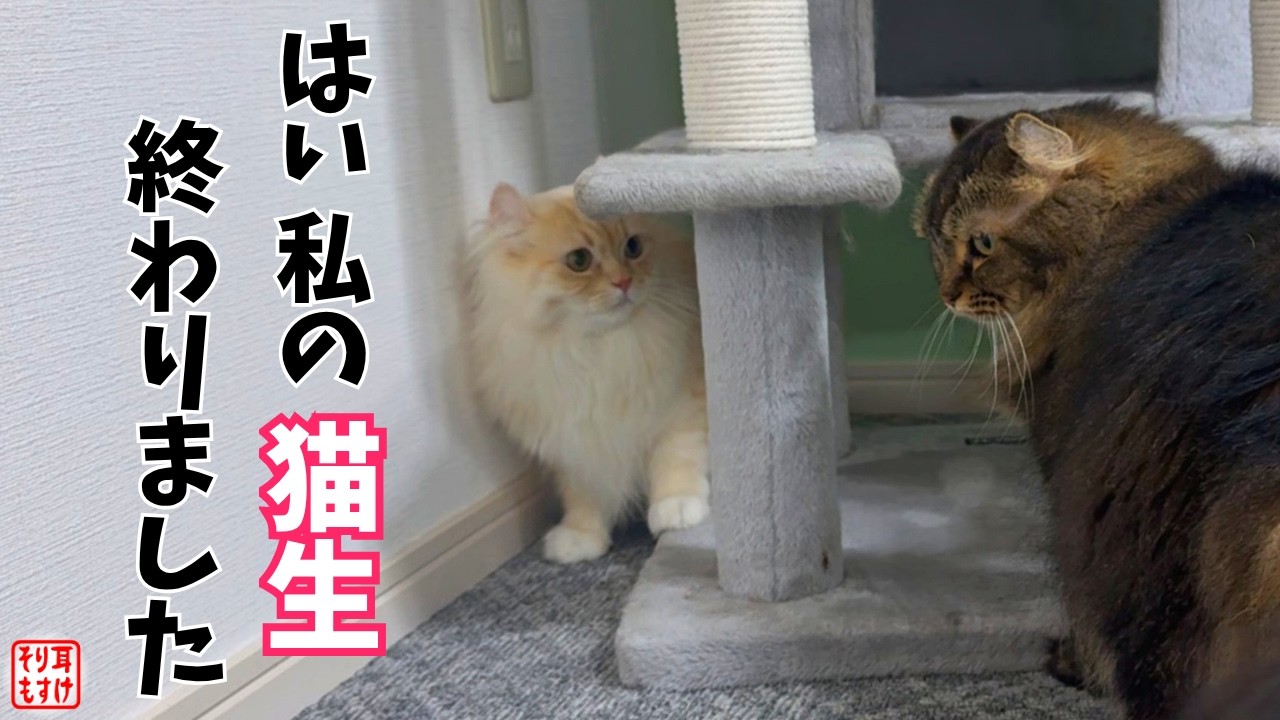 終った…。ママの逆鱗に触れた娘のピンチを救うまさかの助け船。 - YouTube