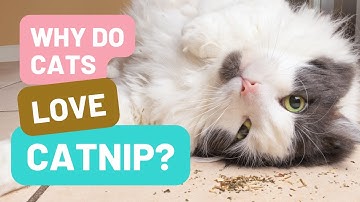 Why Do Cats Love Catnip?