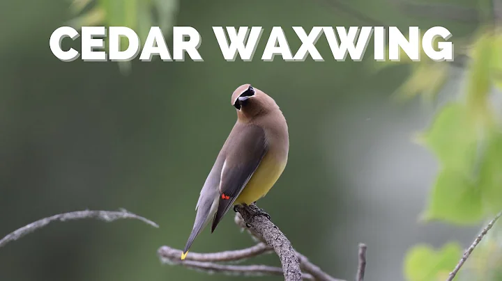 Il meraviglioso uccello oboe: il cedar waxwing - Scopri le punte cerose rosse!