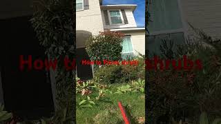 viral grass shortvideo lawn lawncare mowing bermuda home sod tahoma