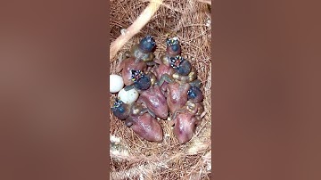 Gouldian Finch Male with Clutch of small Bird Chicks in Nest | Bird Sounds | Breeding Finches