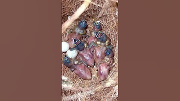 Gouldian Finch Male with Clutch of small Bird Chicks in Nest | Bird Sounds | Breeding Finches