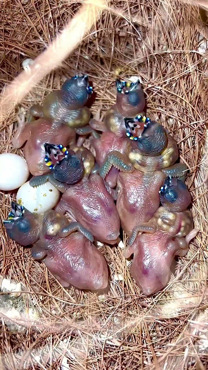 Burung Finch Gouldian Jantan dengan Anak Burung Kecil di Sarang | Suara Burung | Mengembangbiakkan Finch