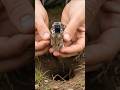 Mouse POV Inside Underground Colony 🐭 Tiny Camera View.     #mousepov  #tinycamera #wildlifevideo